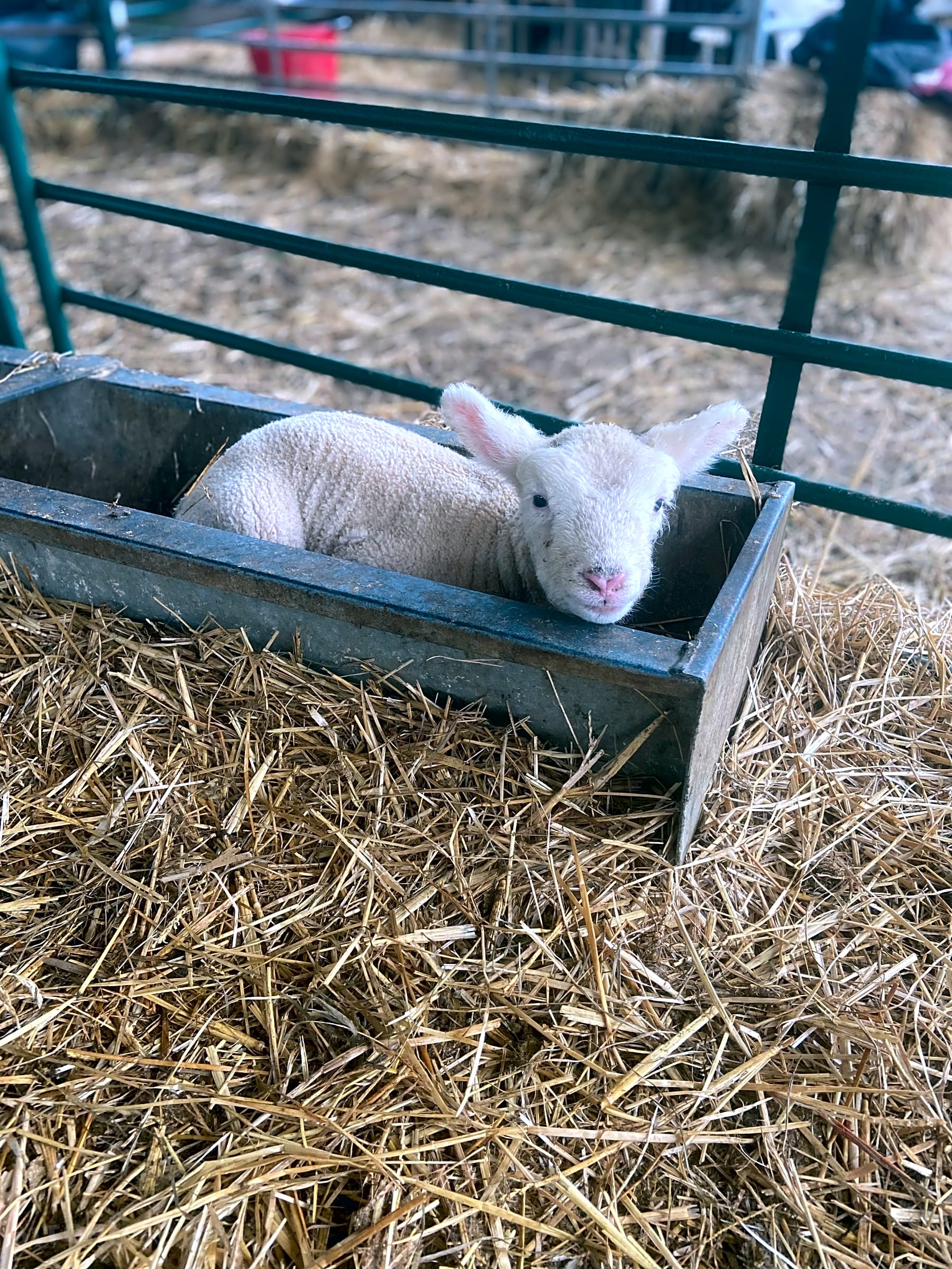 Daisy Mays Farm, Elsenham, Essex Updated 2025 prices