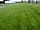 Stroxworthy Farm Campsite: Grass pitches