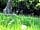 Gurt Yurts: Tree seat and swing in meadow around the yurt