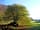 Acorn Camping and Glamping: Fairy tree in the glade