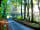 Ashcombe Woodland Campsite: Devon lanes