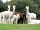 Longthorns Farm: Alpacas ladies and babies