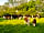 Horwood Farm Camping: Cattle herd on the farm