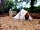 Cornish Valley Outdoors Glamping: Bell tent pitch