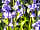 Creative Camping: Bluebells (photo added by manager on 09/05/2022)