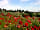Huntstile Organic Farm: Poppies in the wildflower meadow, with pet pig Rosie in the background