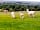 Severn Valley Alpacas