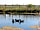Haw Wood Caravan Park: Our Cayuga Ducks on the pond