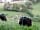 Powys Pods: Say hi to the cows