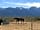 The High Desert Ranch: Livestock in the pen