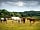 Green Pastures Farm: New Forest ponies nearby (photo added by manager on 11/10/2022)