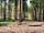 Nantclimbers Woodland Camping Huts: Woodland surrounding
