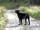 Border Forest Caravan Park: Boris