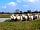 Noteworthy Farm: Angola goats grazing by the lake