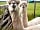 Sandvilla Stays: During your stay you can hand feed our alpacas and sheep