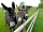 Parkgate Farm Holidays: Friendly donkeys