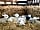 Kiddal Quarry Farm
