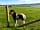 Cardigan Island Coastal Farm Park: Cardigan Island