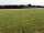 Glan Menai Camping: Grass pitches with hedging around