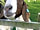 Bridge Holme Caravan Site: Hello