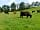 Brown Moor Farm: More of our Cows grazing on our organic farm