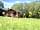 Drovers Rest: Greenery all around the safari tents