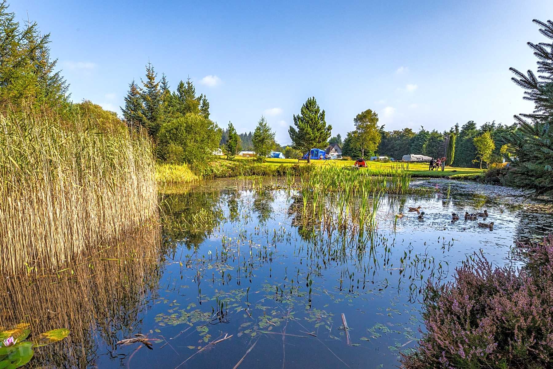 5 Campsites in Galloway Forest Park 2024 from £4/nt