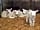 Thornton Hall Farm Country Park: Lambs
