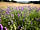 Tor View Glamping: Wild flowers on site
