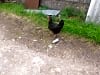 Moss Side Farm Campsite: Friendly hen (photo added on 08/12/2024)