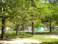 Plenty of trees Plenty of trees