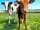 Pitt Farm Camping: Farm animals (photo added by manager on 06/07/2021)