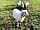 Cokes Farm: South Downs sheep grazing in the field (photo added by manager on 30/01/2023)