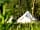 Stanley Villa Farm Fishing and Camping: Bell tents (photo added by manager on 16/12/2021)