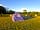 Longleys Farm Campsite: Grass tent pitch