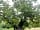Arden Lakes Camping: Tree (photo added by manager on 11/06/2023)
