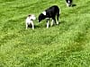 Moss Side Farm Campsite: Local farm dogs (photo added on 08/03/2025)