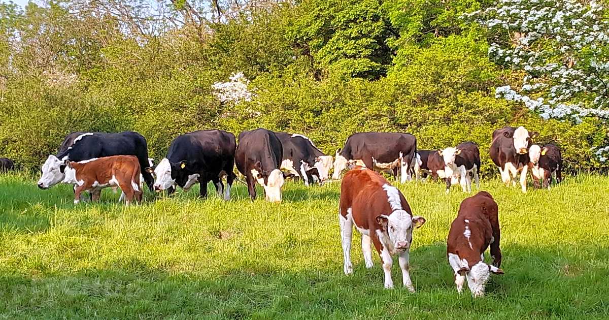 Horwood Farm Camping, Wickwar