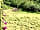 The Chicken House: The orchard area (photo added by manager on 01/06/2023)