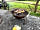 Morleys Farm: I fire pits for hire with wood minta
