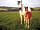 Trevoulter Farm Holidays: Mare and foal on the farm