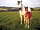 Trevoulter Farm Holidays: Mare and foal on the farm (photo added by manager on 12/07/2019)