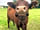 Cote Hill Farm Stay (фото добавлено менеджером 08.08.2023)