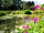Kingfisher Meadow Camping and Caravanning Park: Pond at Kingfisher