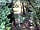 Reedy Brook Meadow Campsite: Small woodland area