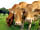 Feather Down - Canfields Farm: Friendly local residents (photo added by manager on 14/12/2022)