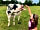 Chase Farm: The milking herd will often be seen grazing fields around the site