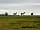 Sunnyhill Park and Campsite: My horses (photo added by manager on 01/10/2019)