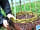 Bosavern Community Farm: Basket weaving workshop - one of the many activities at the farm
