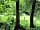 Redwood Valley - Woodland Cabin and Yurts: Yurts from the other side of the stream (photo added by  on 22/06/2019)